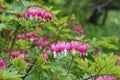 Many bright pink flowers Dicenters or Heart flowers beautiful Latin DicÃântra formÃÂsa against the backdrop of lush greenery in